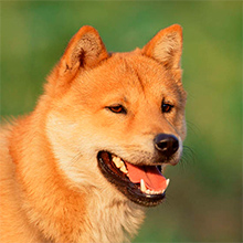 Корейский чиндо