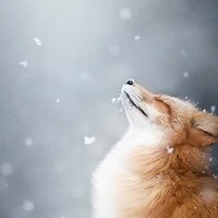 Алена Николаевна