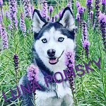 LUNA POMSKY