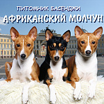 "Африканский Молчун"