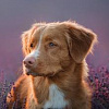 Новошотландский ретривер