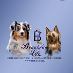 Beautiful Life