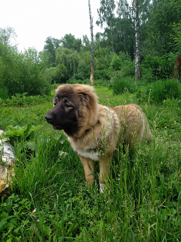 Кавказская овчарка. Самур.