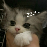 Марина Колокольцева