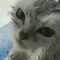 Артём Йф