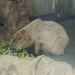 Ника Ярыгина