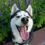 LUNA POMSKY