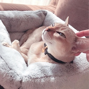 Сингапурская кошка