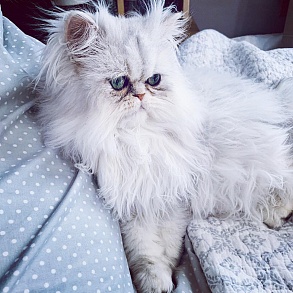 Персидская кошка