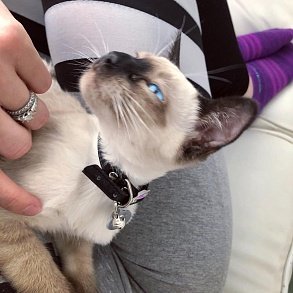 Тайская кошка
