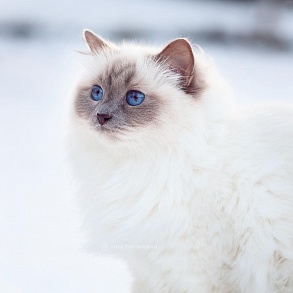 Бирманская кошка
