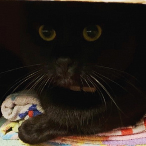 Бомбейская кошка