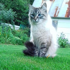Невская маскарадная кошка