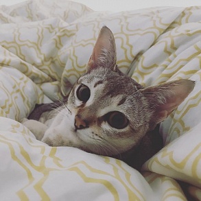 Сингапурская кошка