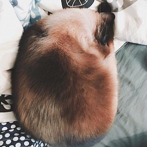 Тайская кошка