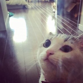 Скукум
