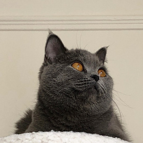 Шотландская прямоухая кошка