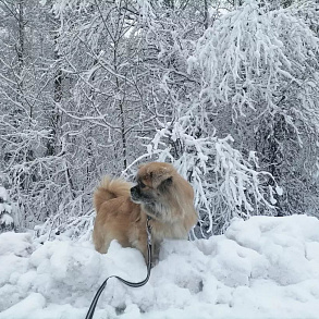 Тибетский спаниель