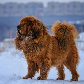 Тибетский мастиф