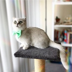 Манчкин