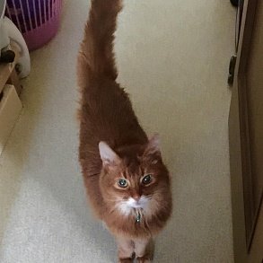 Сомалийская кошка