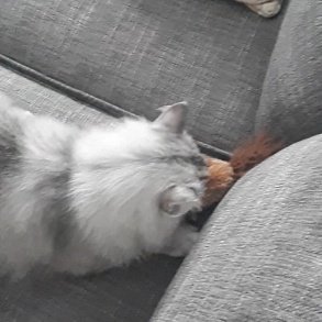 Норвежская лесная кошка