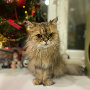 Персидская кошка