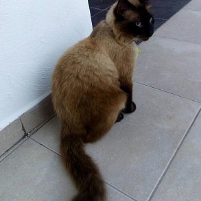 Тайская кошка