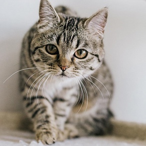 Шотландская прямоухая кошка