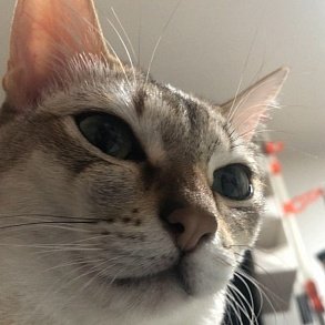 Сингапурская кошка
