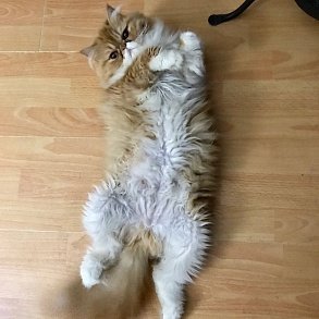 Персидская кошка