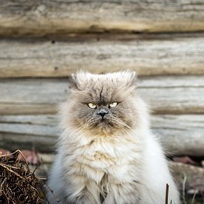 Персидская кошка