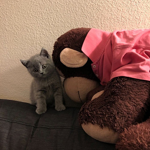 Шотландская прямоухая кошка