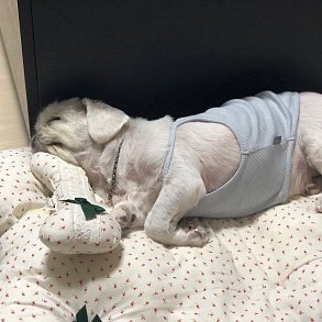 Пекинес