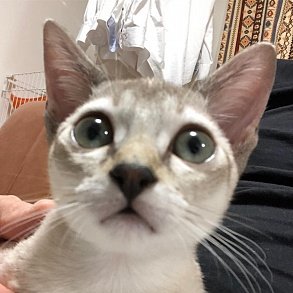 Сингапурская кошка