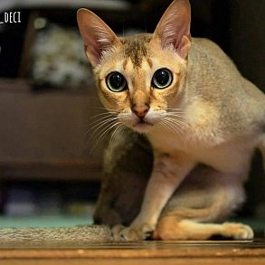 Сингапурская кошка
