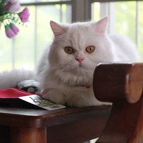 Персидская кошка
