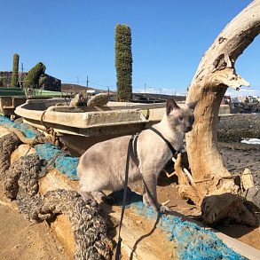 Тонкинская кошка