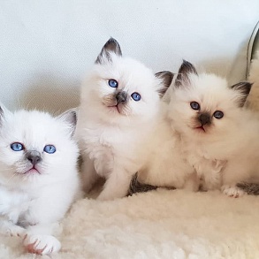 Бирманская кошка