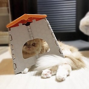 Персидская кошка