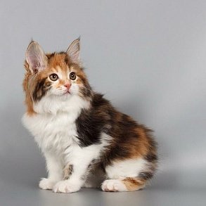 Курильский бобтейл