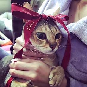 Сингапурская кошка