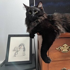 Норвежская лесная кошка