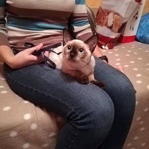 Меконгский бобтейл