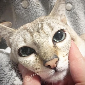 Сингапурская кошка