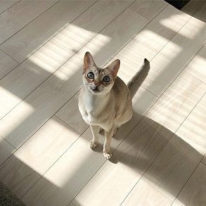 Сингапурская кошка