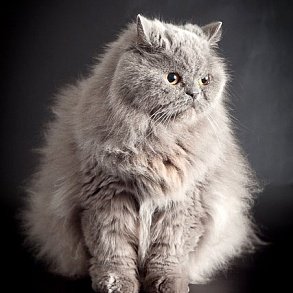 Персидская кошка