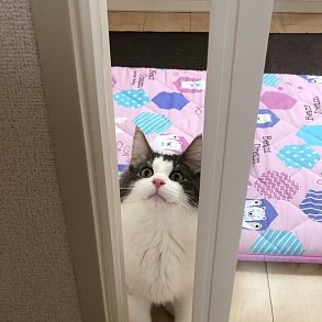 Норвежская лесная кошка
