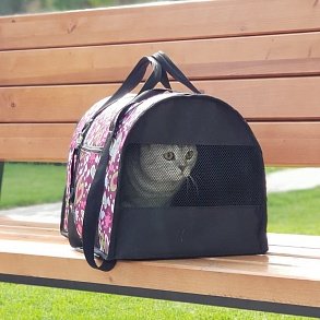 Шотландская прямоухая кошка