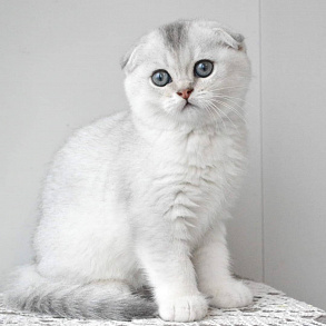 Шотландская прямоухая кошка